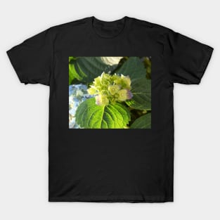 Hortensia flowers photo T-Shirt